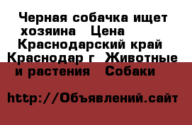 Черная собачка ищет хозяина › Цена ­ 100 - Краснодарский край, Краснодар г. Животные и растения » Собаки   